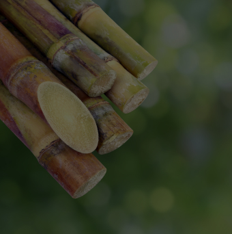 Sugarcane Ethanol (Saccharum officinarum L.)