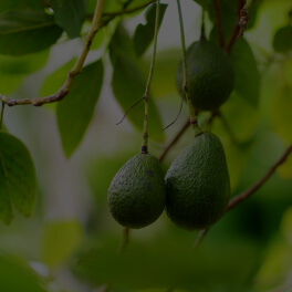 Persea Gratissima (Avocado) Oil