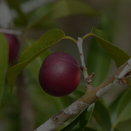 Myrciaria Dubia (Camu Camu)