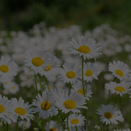 Chamomilla Recutita (Matricaria) Flower Extract