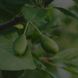 Terminalia Ferdinandiana (Kakadu plum) Fruit Extract