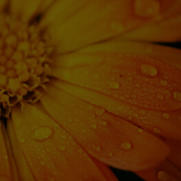 Calendula Officinalis Flower Extract (Marigold)