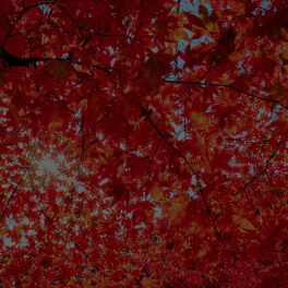 Acer Rubrum (Red Maple) leaf Extract