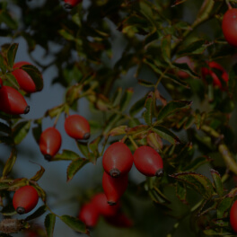 Rosa Rubiginosa Seed Oil