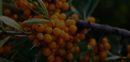 Hippophae Rhamnoides Oil (Sea Buckthorn Berry + Seed)