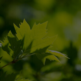 Acer Pensylvanicum (Striped Maple) Leaf Extract