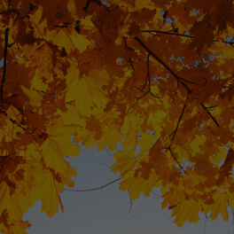 Acer Saccharum (Sugar Maple) Leaf Extract