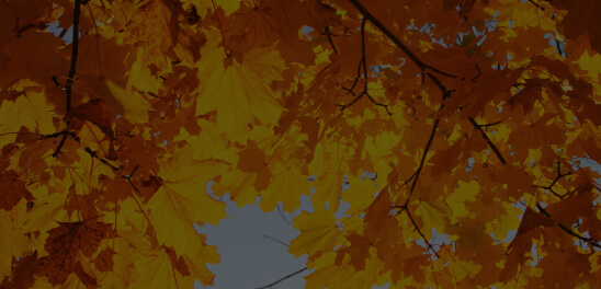 Acer Saccharum (Sugar Maple) Leaf Extract