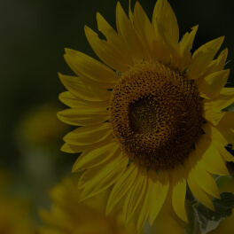 Helianthus Annuus (Sunflower) Seed Oil