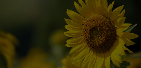 Helianthus Annuus (Sunflower) Seed Oil