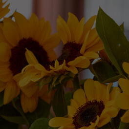 SUNFLOWERSEEDATE