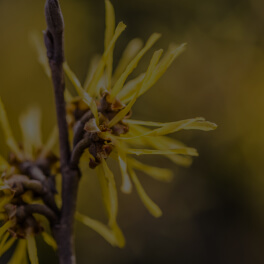 Hamamelis Virginiana (Witch Hazel) Extract